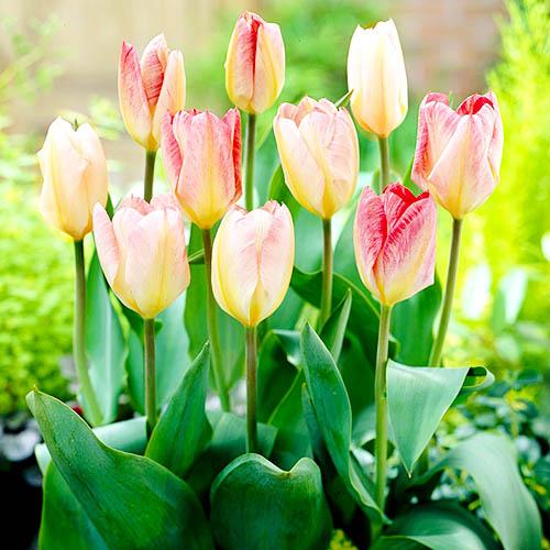 Тюльпан Florium Flaming Purissima (11102) - фото 2