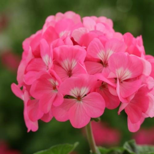 Семена цветов Floranova Пеларгония Horizon Rose 5 шт. (BN12345-4)