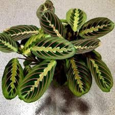 Маранта Триколор 12/30 см (2683775690) - фото 2