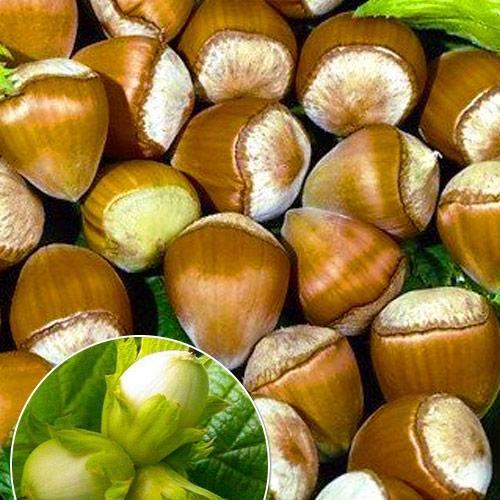 Сажанець Ексклюзив Фундук Королівський Royal преміальний високоврожайний сорт середнього терміну дозрівання садити по 2 шт. (47381)