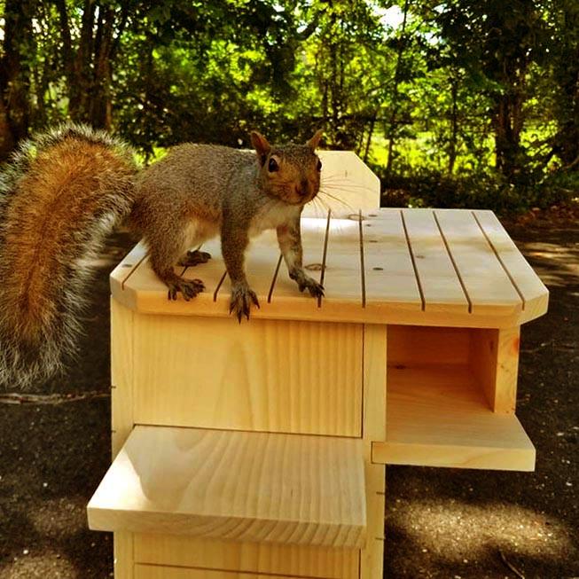 Домик для белок из дерева Чилим Карри (ДДБ-000703) - фото 5 Домик для белок из дерева Чилим Карри (ДДБ-000703) - фото 5