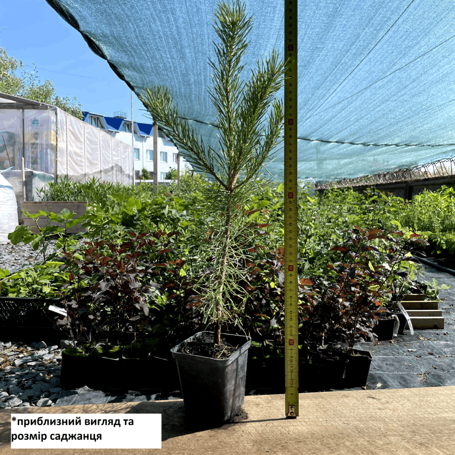 Саженец сосны обыкновенной Pinus sylvestris Р9 (769055418) - фото 2