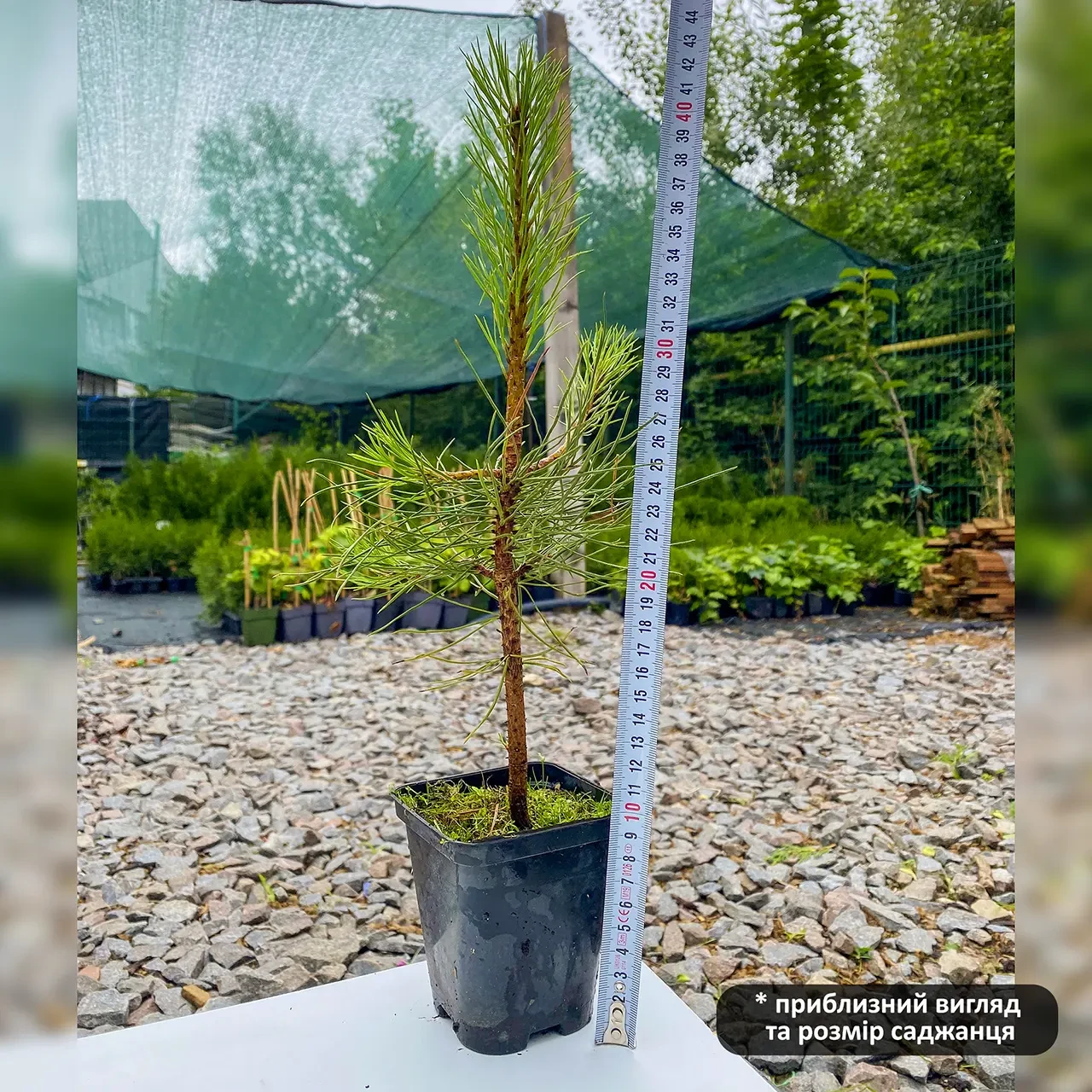 Саженец сосны Желтой Pinus ponderosa Р9 (867068221) - фото 5 Саженец сосны Желтой Pinus ponderosa Р9 (867068221) - фото 5