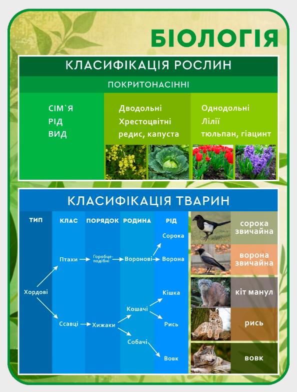 Стенд для учебных заведений "Біологія-класифікація рослин і тварин" 600х800 мм (КВ0015)