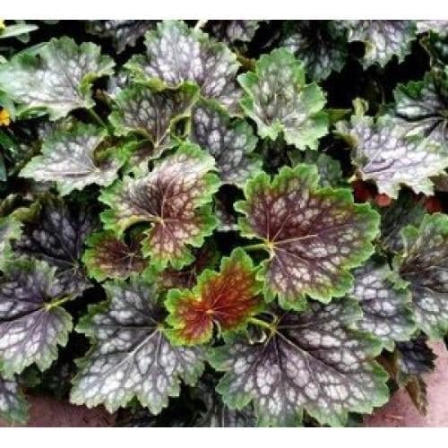 Семена цветов Гейхера американская Marvelous Marble Silver Syngenta 100 шт. (BN06083-3)