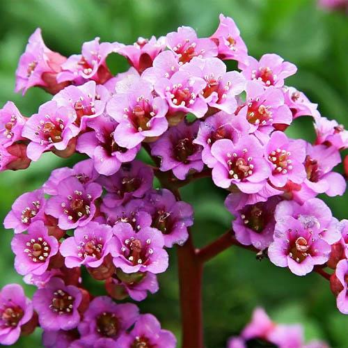 Бергенія Florium Rotblum (3813)