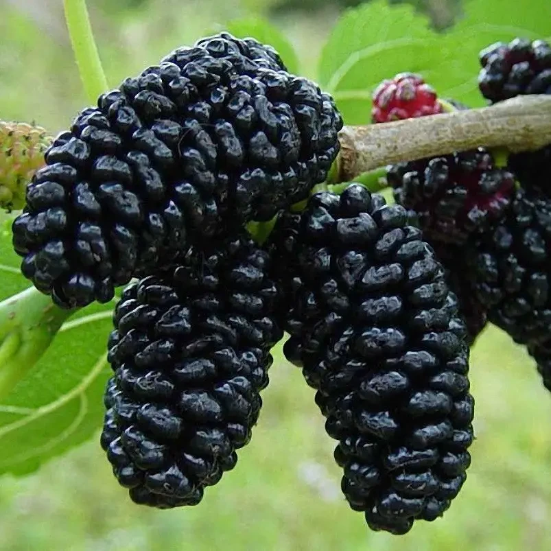 Саджанець щепленної шовковиці Шеллі (2072684248)