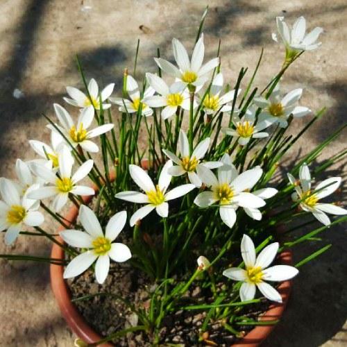 Зефирантес Florium Candida (10656) - фото 2
