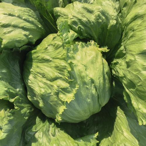 Насіння Салат Саула ТД Гекса-Україна 01-26-094 1000 шт. (IR02061)