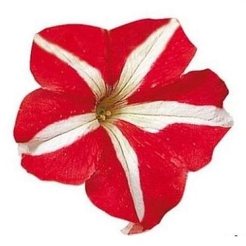 Семена цветов Sakata Петуния крупноцветковая Falcon Red & White 1000 шт. (BN11831)