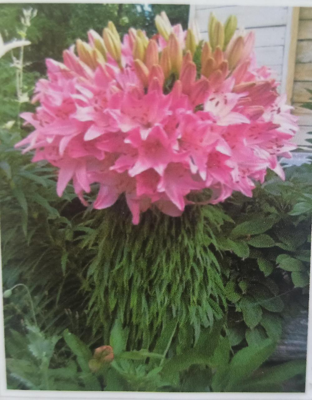 Алмазна вишивка Рожеві лілії повна викладка 5D 30х40 см (1794325697)