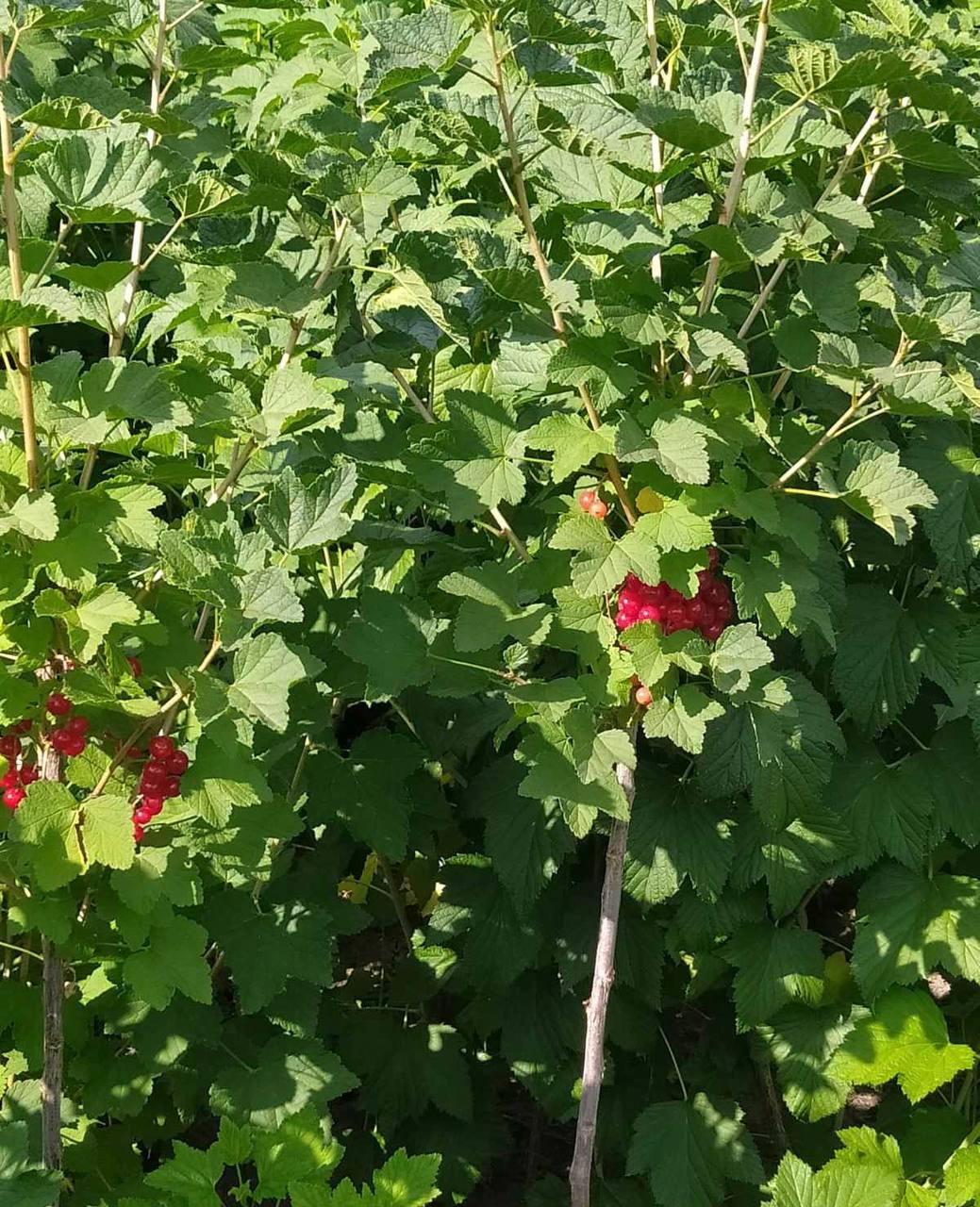 Саджанець червоної порічки на штамбі (12513489)