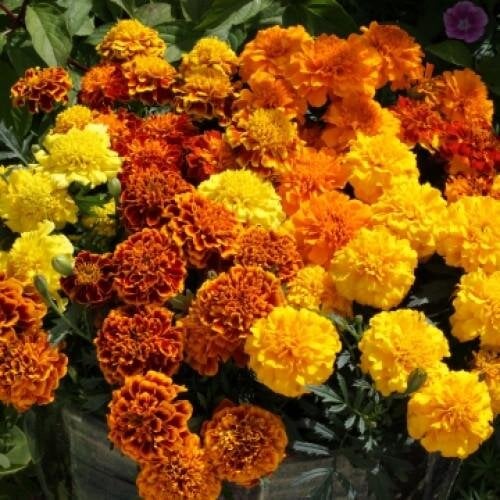 Семена цветов Floranova Бархатцы откл Cresta Mix 10 шт. (BN11008-4)