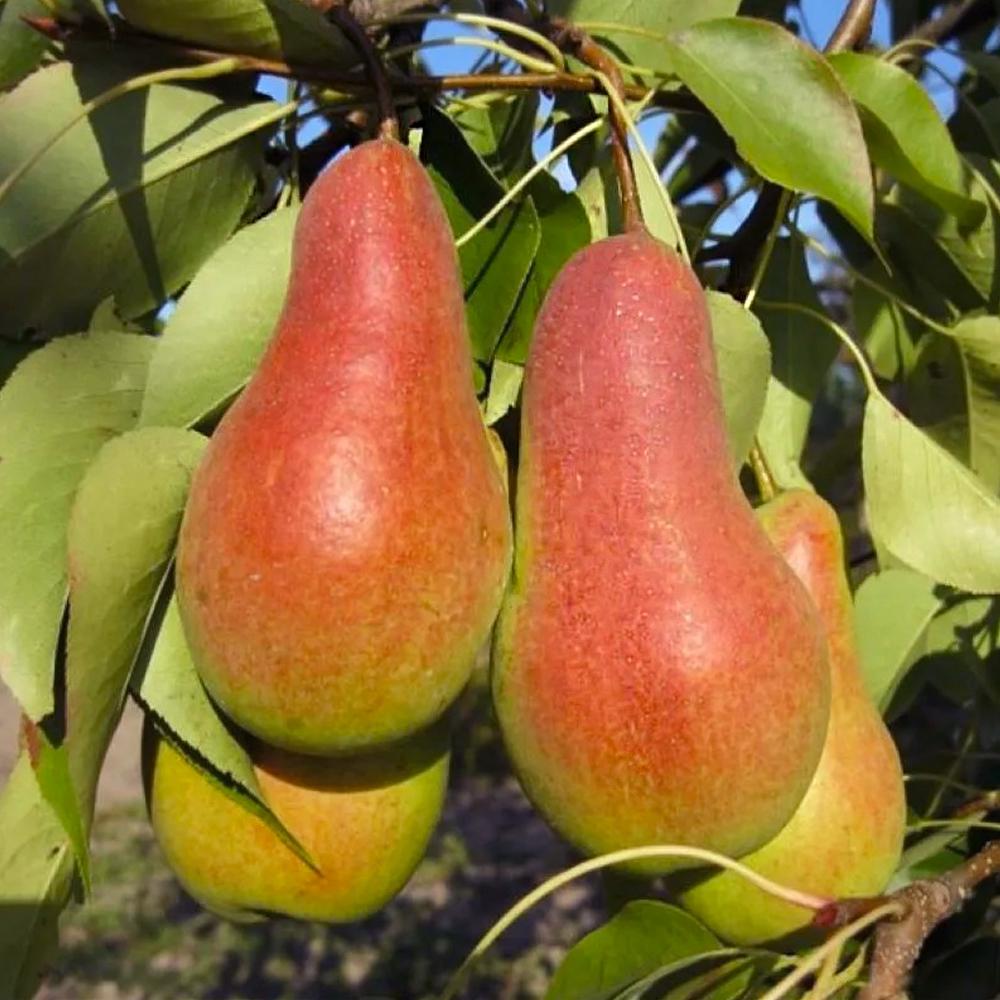 Саженец груши Талгарская Красавица 2 летний (14965669)