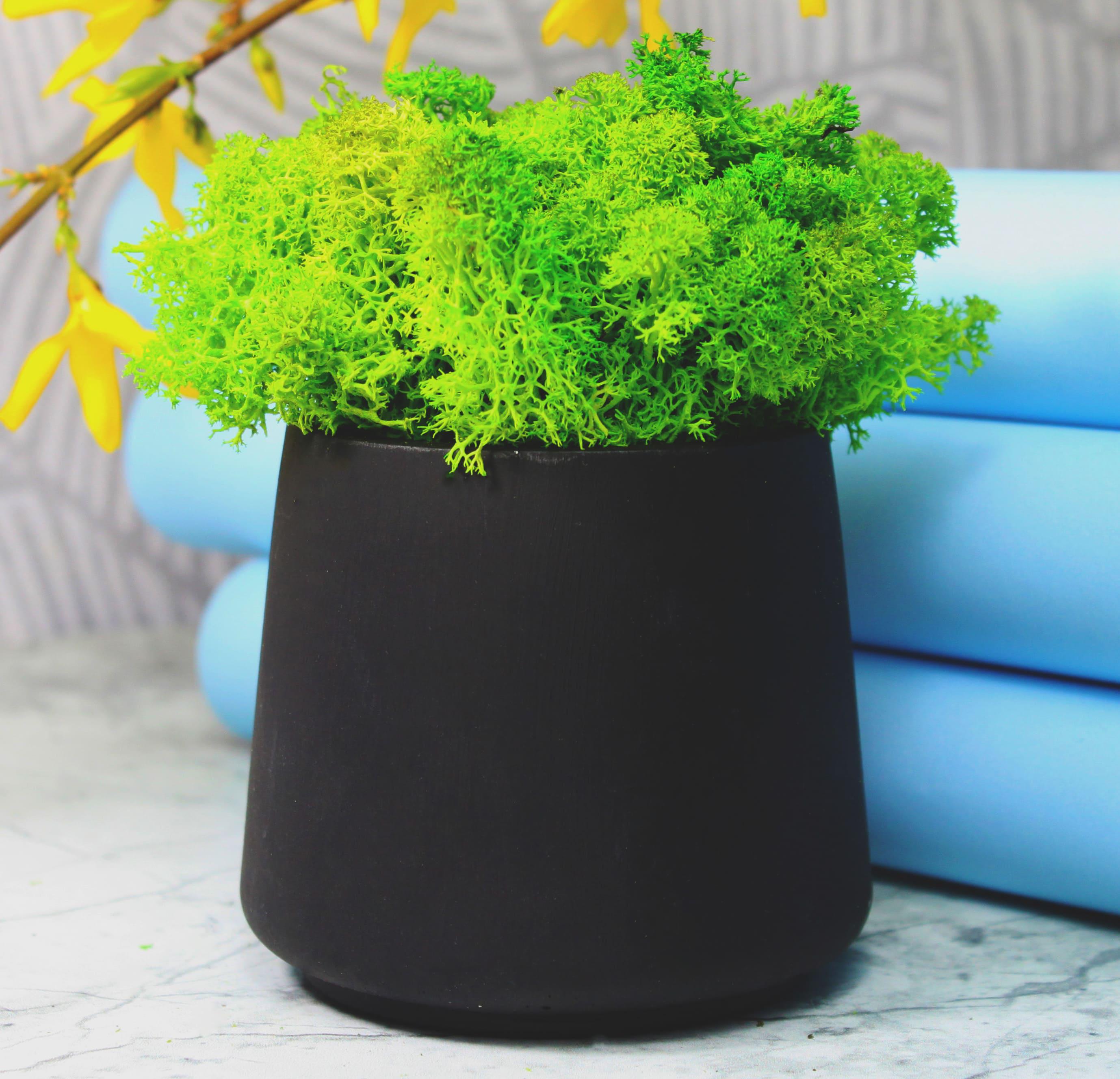 Кашпо гипсовое NEROLI Вазон со стабилизированным мхом 13 см Черный