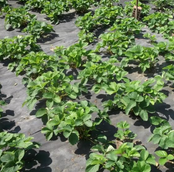 Агроволокно Shadow 50 г/м² 1,07x5 м (АВБП000245) - фото 3 Агроволокно Shadow 50 г/м² 1,07x5 м (АВБП000245) - фото 3