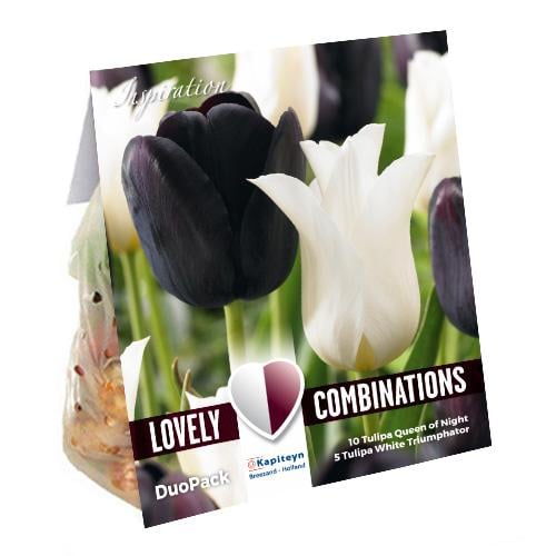 Комбо тюльпаны Florium Duopack Black and White брендовые луковицы Kapiteyn (15244)