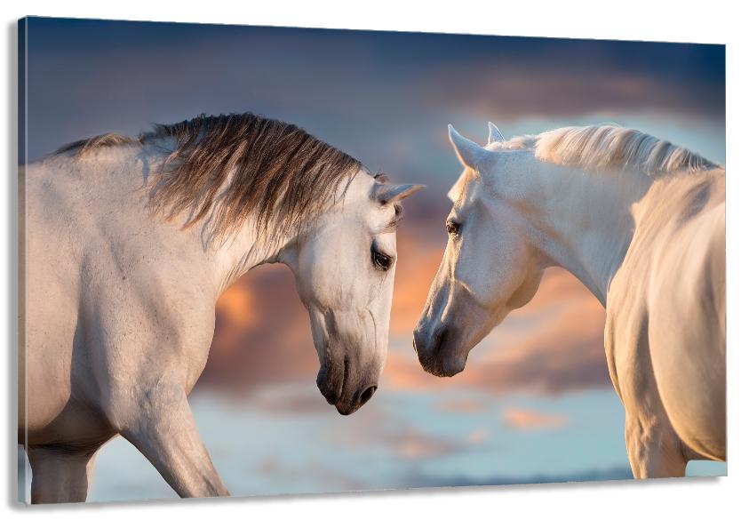 Картина на холсте в гостиную/спальню Пара коней 50х100 см (MLP_267)