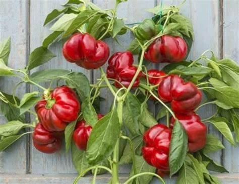 Семена перца сладкого Topepo Rosso 5 шт./уп. Семена перца сладкого Topepo Rosso 5 шт./уп.