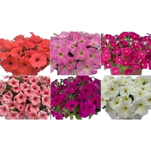 Семена цветов Петуния многоцветковая амп. MyLove F1 Mixed Farao 10 шт. (BN12119-4)