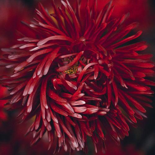 Семена Астра пионовидная Florium Темно-красная (17726) Семена Астра пионовидная Florium Темно-красная (17726)