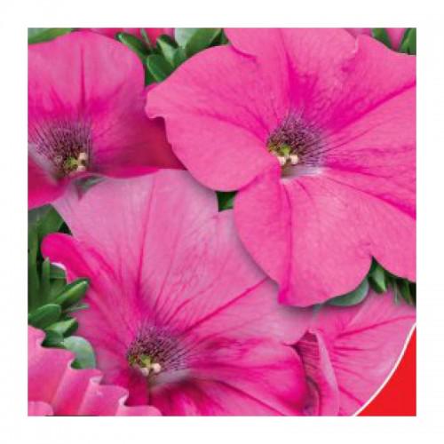 Семена цветов GL Seeds Петуния Розовая пенка F1 0,1 г (GL-0922)