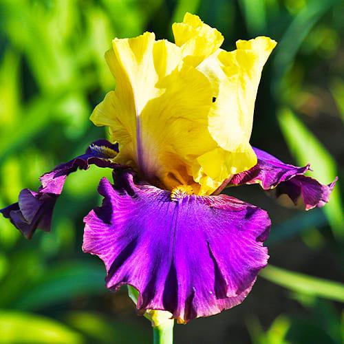 Ирис Jurassic Park Florium