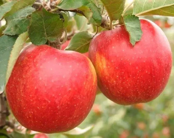 Саджанець яблуні Джонаголд Декоста (2834123166)