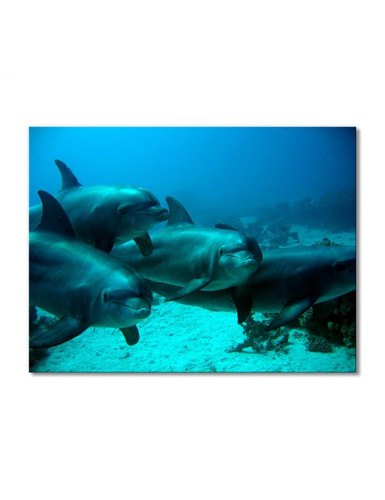 Картина модульная Семейство дельфинов 1 модуль 30х45 см