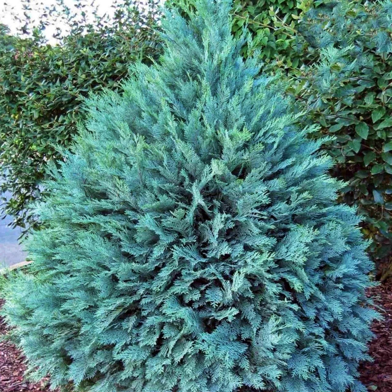 Кипарисовик Лавсона Пембери Блу Pembury Blue 3 шт. (38285246) Кипарисовик Лавсона Пембери Блу Pembury Blue 3 шт. (38285246)