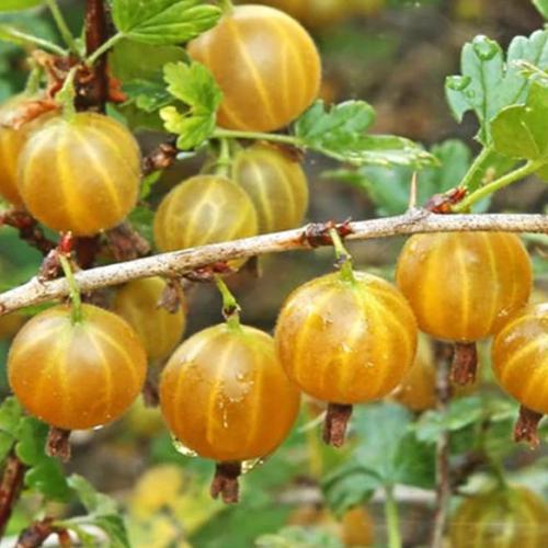 Саженцы крыжовника Медовый черенкованный 1-летний (6471)