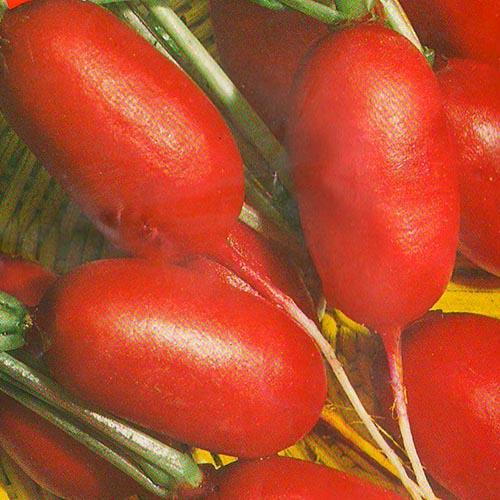 Насіння Редіс Florium Базіс (12182) - фото 2 Насіння Редіс Florium Базіс (12182) - фото 2