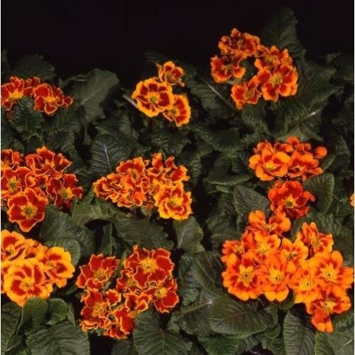 Семена цветов Примула Bellissima F1 Tagetes Farao 10 шт. (BN04910-4)