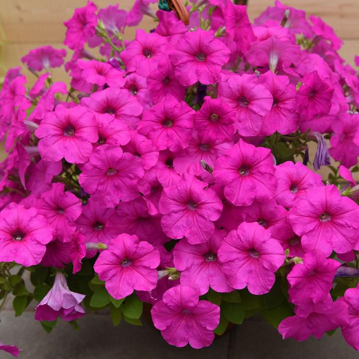 Семена Петуния ампельная Easy Wave F1 Neon Rose ТД Гекса-Украина 02-01-219 25 шт. (IR003290)