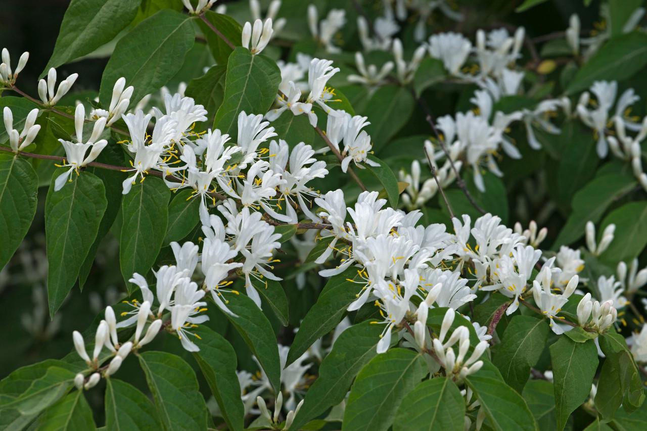 Семена Жимолость Маака Lonicera maackii 10 шт./уп.