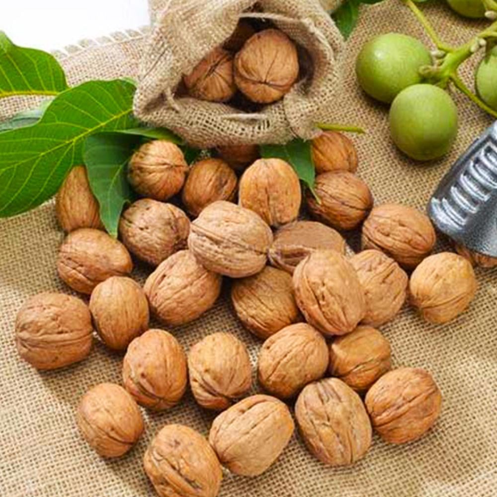 Саженец грецкого ореха Дуэт 1-летний (14964822)