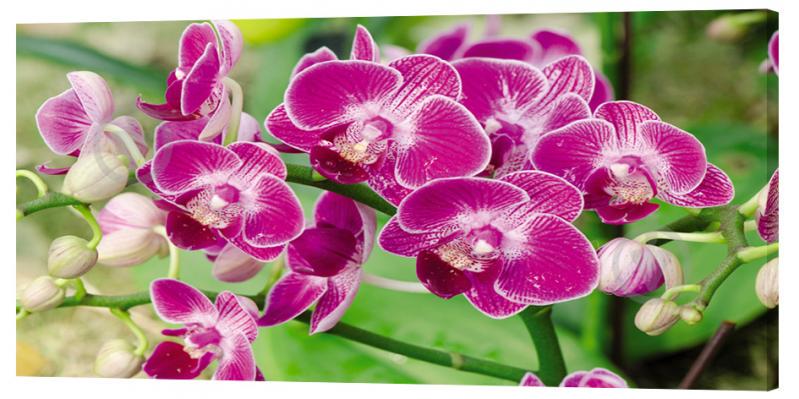 Картина на холсте Декор Карпаты Цветы 50х100 см (c1364)