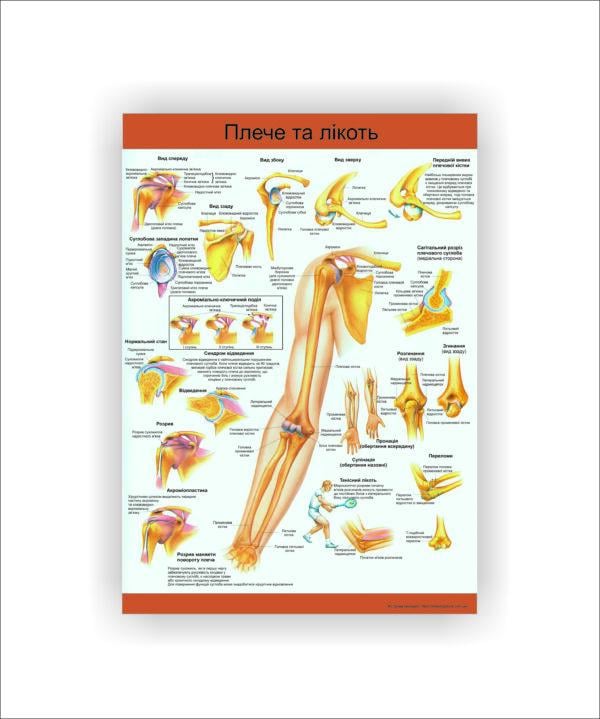 Плакат Vivay "Плечо и локоть" 60х80 см (25788894)