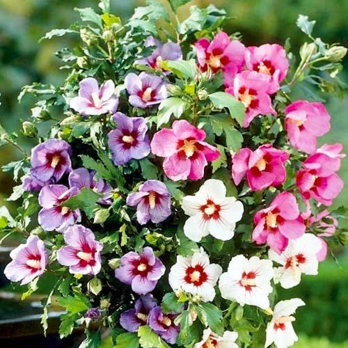 Гибискус Florium сирийский Mix (11656)