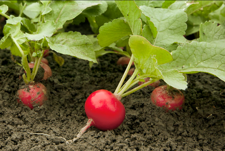 Семена Редис Валери F1 ТД Гекса-Украина 01-23-050 2,25-3,25 мм 25 000 шт. (IR02201)