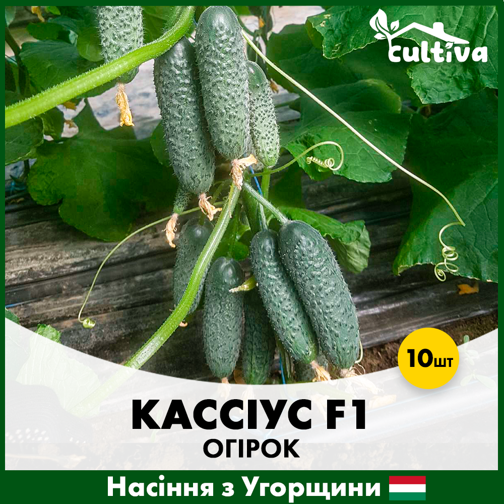 Семена огурца ZKI Кассиус 10 шт. (ok-10)