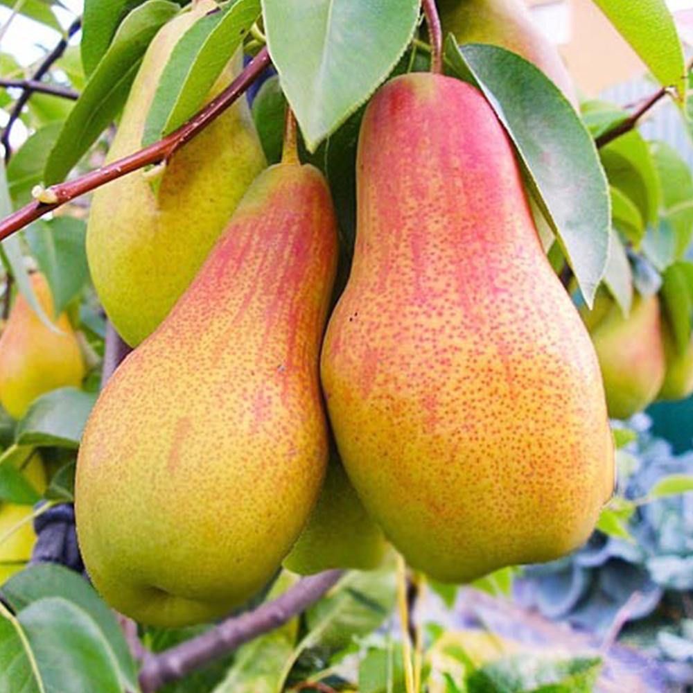 Саженец груши Лесная Красавица 2 летний (14965655)