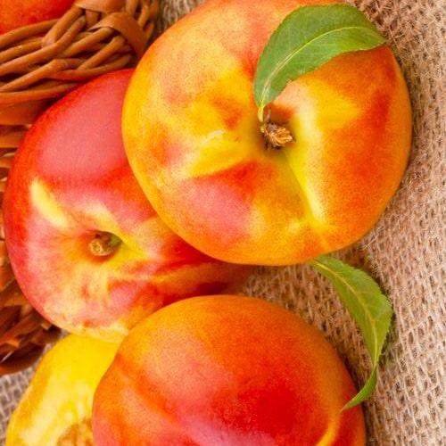 Саджанець Нектарин жовтий з яскравим рум'янцем Спокус Temptation преміальний стійкий до захворювань сорт середньопізнього терміну дозрівання (51157)