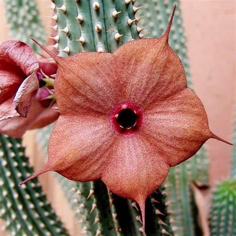 Насіння Худія Лугарді Hoodia curroriii 2 шт./уп. - фото 8