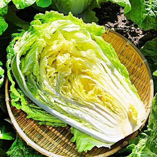 Семена Капуста Florium пекінська Мікадо F1 1000 сем. (Satimex)