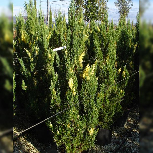 Саженец можжевельника китайского Juniperus chinensis Variegata Р9 (644894266) - фото 3 Саженец можжевельника китайского Juniperus chinensis Variegata Р9 (644894266) - фото 3