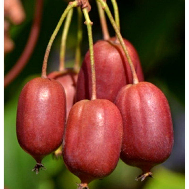 Саджанець актинідії Scarlet september червона м'якоть жіночий сорт морозостійка Р9 (640055160) - фото 2