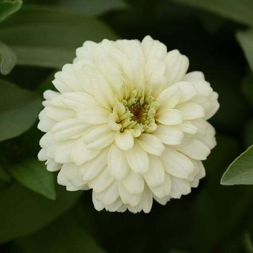Семена цветов Циния DOUBLE ZAHARA WHITE PanAmerican 25 шт. (BN10108-3)