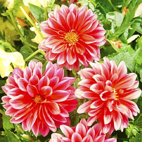 Семена Георгина Florium Красный Дым (6104) - фото 2 Семена Георгина Florium Красный Дым (6104) - фото 2