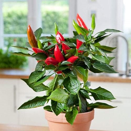 Семена Перець Florium гострий Маленьке диво (17062)